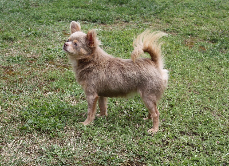 Les Chihuahua de l'affixe Des Minibouilles