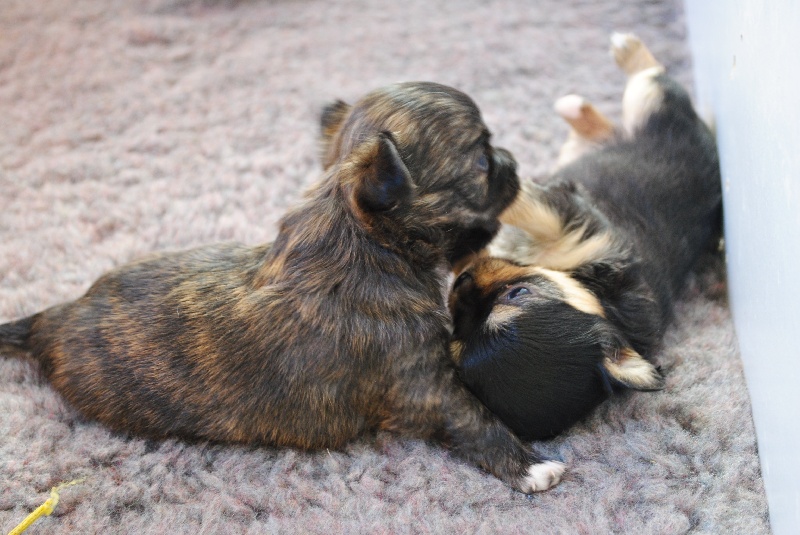 Des Minibouilles - Chihuahua - Portée née le 01/04/2013