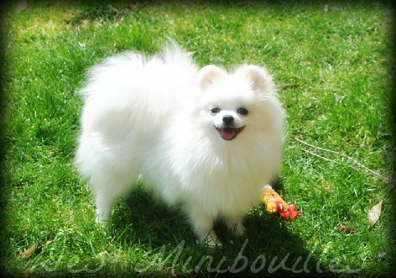 new's pomeranian Sugar