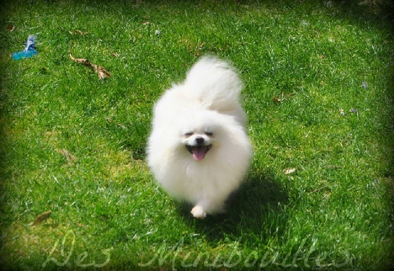 new's pomeranian Luly